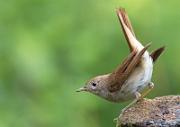 Nachtigall - Common Nightingale  (Luscinia megarhynchos)